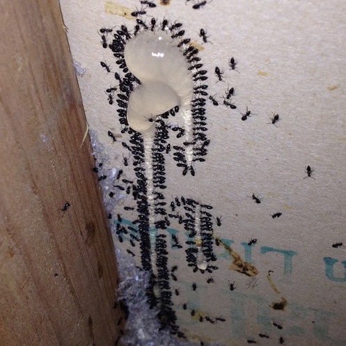 Black ants eating ant gel bait