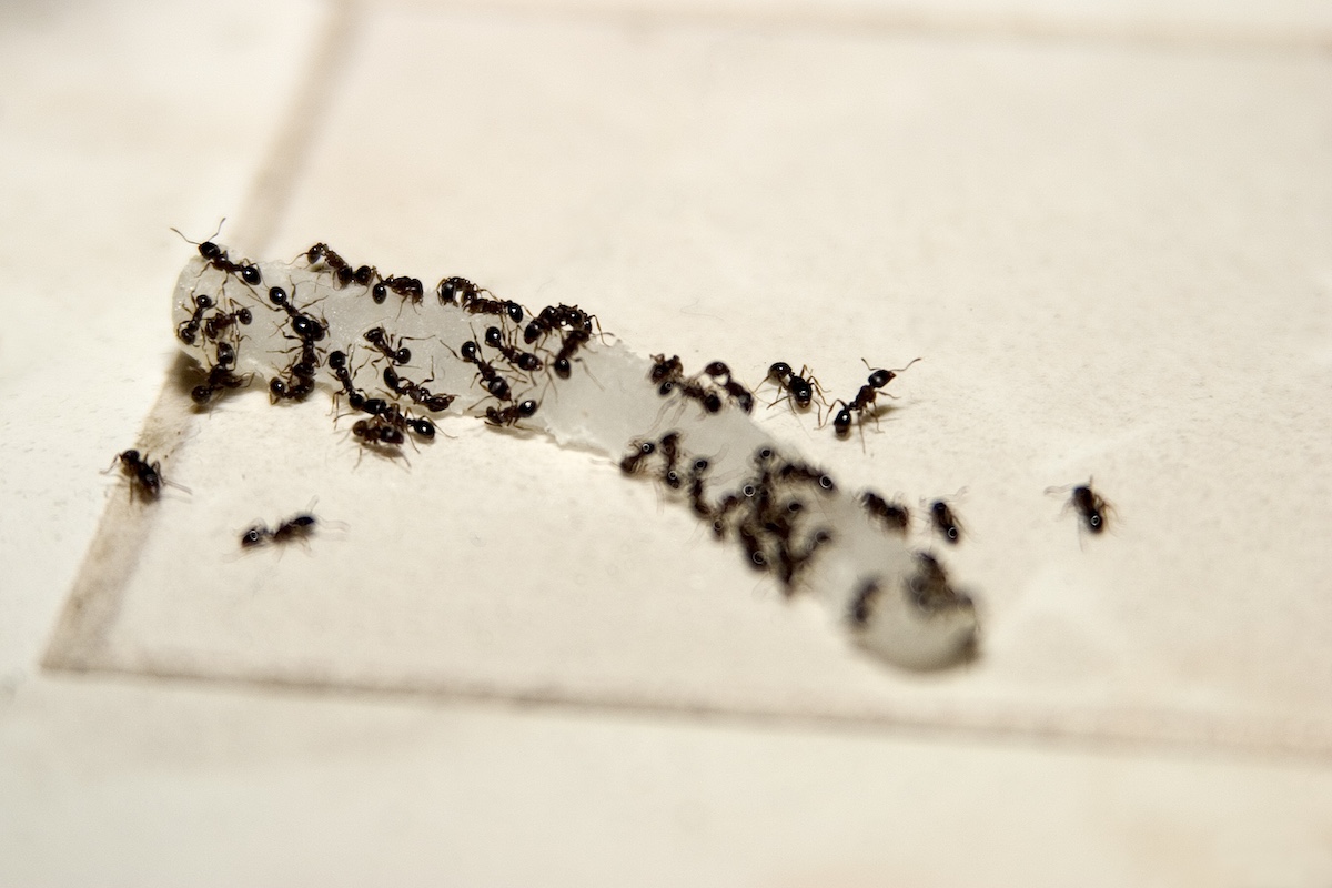 Black ants in home