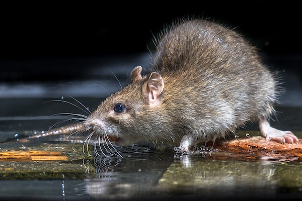 Brown rat or Norway Rat, Rattus norvegicus