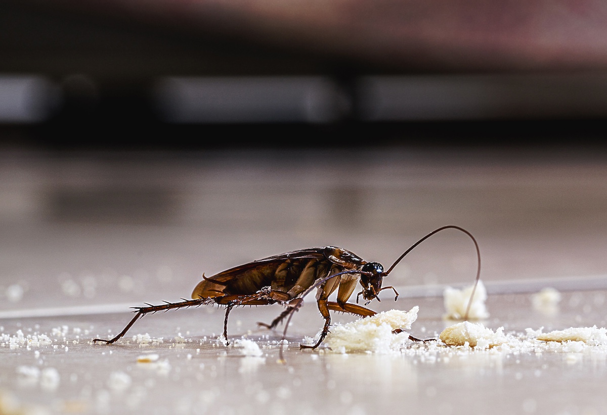 Large cockroach on floor eating food