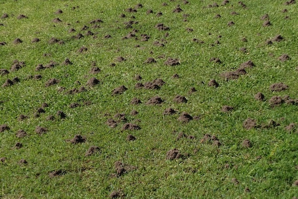Funnel ant nests in lawn