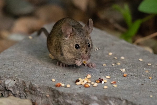 House mouse, Mus musculus