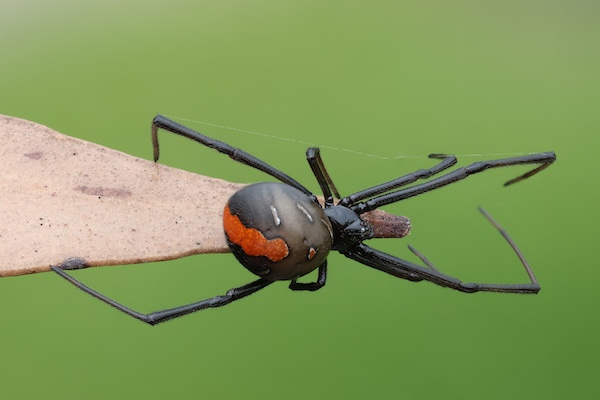 Redback spider