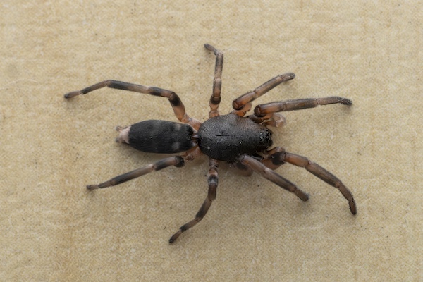 White-tailed spider