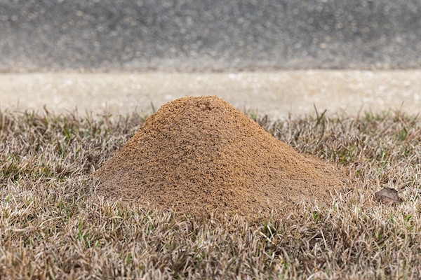 Red imported fire ant nest by road